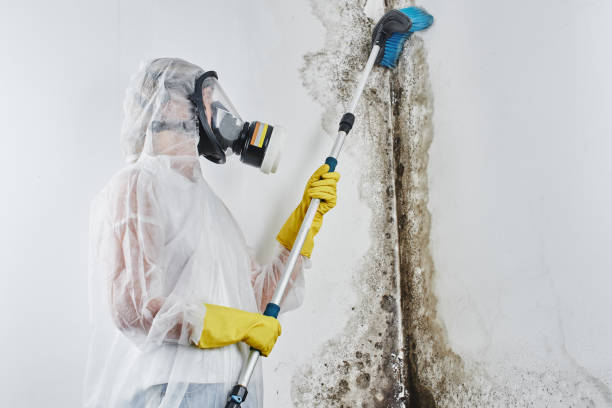 Abingdon, IL Mold Removal Company
