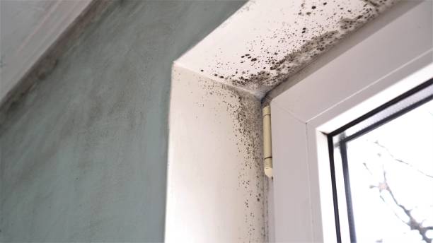 Best Residential Mold Removal  in Abingdon, IL