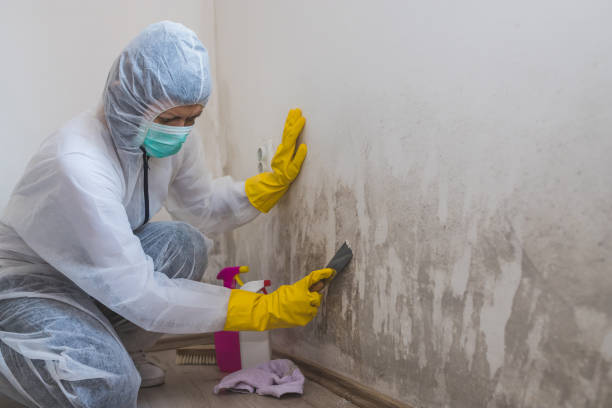 Best Certified Mold Removal  in Abingdon, IL