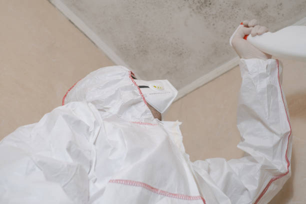 Best Fast Mold Removal  in Abingdon, IL