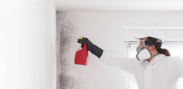 Best Professional Mold Removal  in Abingdon, IL