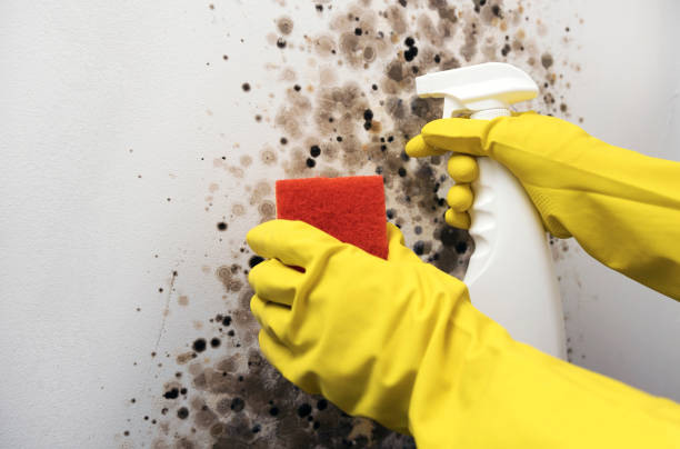 Best Affordable Mold Removal  in Abingdon, IL