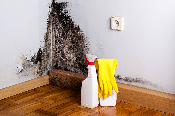 Mold Testing and Removal in Abingdon, IL
