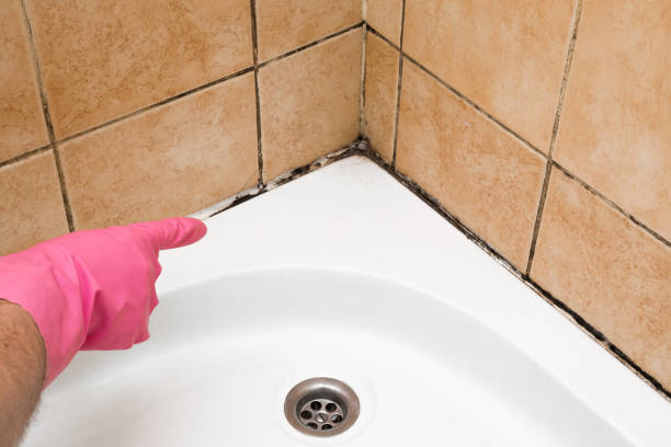 Best Mold Testing and Removal  in Abingdon, IL